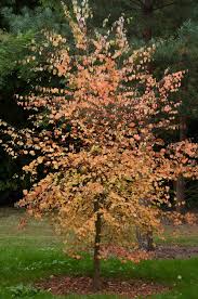 Attēlu rezultāti vaicājumam “Cercidiphyllum japonicum”