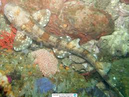 Image result for Haploblepharus edwardsii