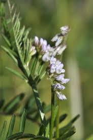 Attēlu rezultāti vaicājumam “Vicia hirsuta flower”