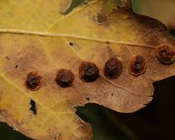 Attēlu rezultāti vaicājumam “Neuroterus quercusbaccarum”