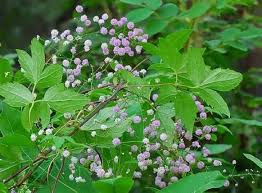 Attēlu rezultāti vaicājumam “Thalictrum aquilegifolium fruit”