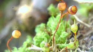 Attēlu rezultāti vaicājumam “Seligeria pusilla sporophyte”