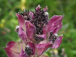 Attēlu rezultāti vaicājumam “Saussurea esthonica flower”