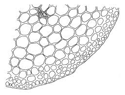 Attēlu rezultāti vaicājumam “Warnstorfia fluitans”