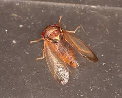 Attēlu rezultāti vaicājumam “Orthops campestris”