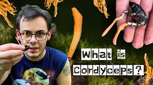 Attēlu rezultāti vaicājumam “Cordyceps polyarthra”