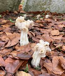 Attēlu rezultāti vaicājumam “Helvella crispa”