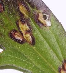 Attēlu rezultāti vaicājumam “Geocrypta galii”