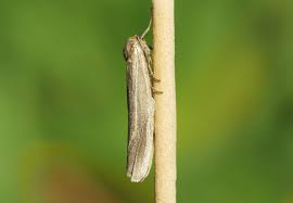 Attēlu rezultāti vaicājumam “Coscinia cribraria imago”