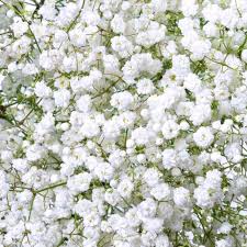 Attēlu rezultāti vaicājumam “Gypsophila paniculata”