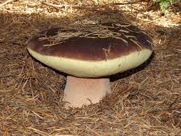 Attēlu rezultāti vaicājumam “Boletus edulis”