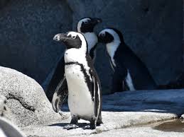 Image result for Spheniscus demersus