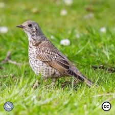 Attēlu rezultāti vaicājumam “Turdus viscivorus juvenile”
