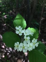 Attēlu rezultāti vaicājumam “Crataegus macracantha flower”