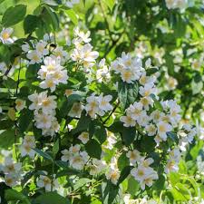 Attēlu rezultāti vaicājumam “Philadelphus lemoinei flower”