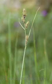 Attēlu rezultāti vaicājumam “Carex hartmanii”