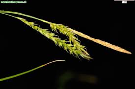 Attēlu rezultāti vaicājumam “Carex sylvatica”