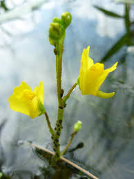 Attēlu rezultāti vaicājumam “Utricularia minor bud”