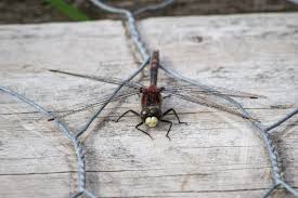 Attēlu rezultāti vaicājumam “Leucorrhinia dubia male”