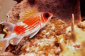 Image result for Holocentrus adscensionis