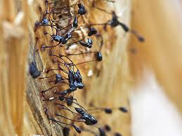 Attēlu rezultāti vaicājumam “Comatricha sp.”