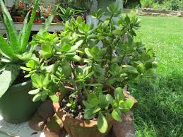 Attēlu rezultāti vaicājumam “Crassulaceae”