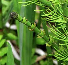 Attēlu rezultāti vaicājumam “Equisetum fluviatile”