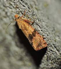 Attēlu rezultāti vaicājumam “Celypha striana”