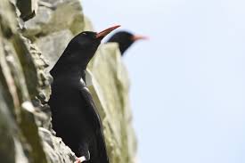 Image result for Pyrrhocorax pyrrhocorax