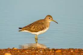 Attēlu rezultāti vaicājumam “Calidris ferruginea adult”