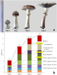 Attēlu rezultāti vaicājumam “Cribraria martinii spores”