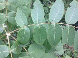 Attēlu rezultāti vaicājumam “Juglans cinerea leaf”