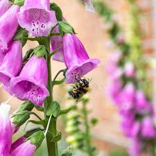 Image result for Fingerhut rot