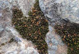 Attēlu rezultāti vaicājumam “Schistidium apocarpum sporophyte”