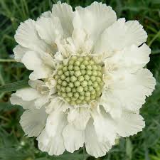 Image result for scabiosa caucasica