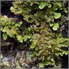 Attēlu rezultāti vaicājumam “Physconia enteroxantha”