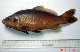 Image result for Cyprinus rubrofuscus