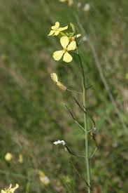 Attēlu rezultāti vaicājumam “Raphanus raphanistrum flower”