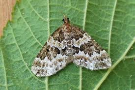 Attēlu rezultāti vaicājumam “Electrophaes corylata”