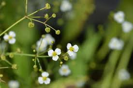 Attēlu rezultāti vaicājumam “Alisma lanceolatum leaf”