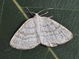 Attēlu rezultāti vaicājumam “Cabera exanthemata”