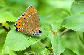 Attēlu rezultāti vaicājumam “Satyrium pruni”