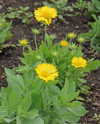 Image result for Gaillardia