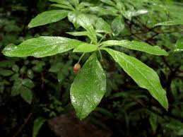 Attēlu rezultāti vaicājumam “Menziesia ferruginea”