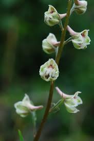 Attēlu rezultāti vaicājumam “Stuckenia filiformis bud”