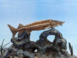 Image result for Scaphirhynchus platorynchus