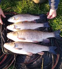Image result for Swanage & District Angling Club