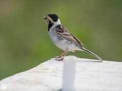 Image result for Emberiza pallasi