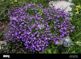 Image result for Aubrieta hybrida (cultorum)