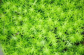 Attēlu rezultāti vaicājumam “Sedum acre leaf”